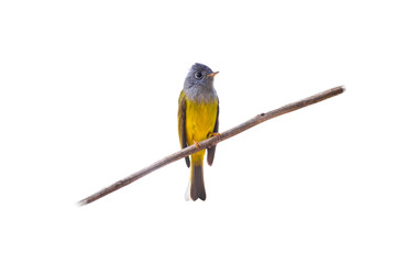 Fototapete - Grey-headed Canary-flycatcher (Culicicapa ceylonensis) isolate on white