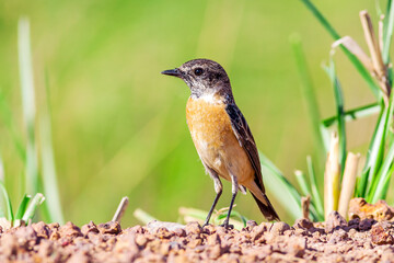 Fototapete - Stejneger's Stonechat (Saxicola stejnegeri) 