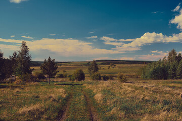 Wall Mural - landscape of central russia agricultural countryside with country road. summer landscape of the sama