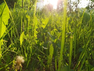 Green grass in the rays of the evening sun