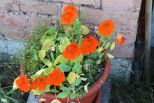 Nasturtium Plant Growing In A Pot. Nasturtium Plant With Orange Flowers. Bright Orange Nasturtiums