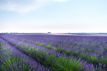 Lavender fields in Valensole, Provence, France