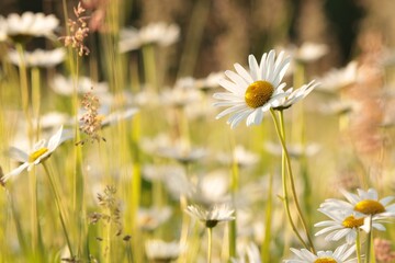 Fotomurales - Daisies on a spring meadow at sunrise