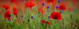 Fototapeta  - Sommerblumenfeld mit roten Mohnenblumen