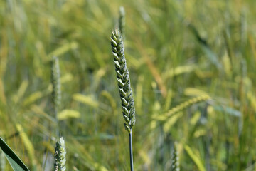 Green ears of wheat and rye grow in the field