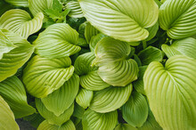 Blooming Green Hosta Close-up. Photography, Concept, Top View.