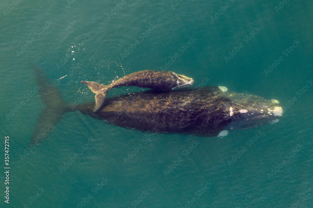 Overhead aerial view of a Southern Right Whale mom and her newborn calf ...