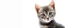 Little Gray Kitten On A White Background. Cat Face Muzzle Closeup Looking At The Camera. A Mutton Cat Without Breed Looks At The Camera. Banner. Gray Kitten In Muzzle Close-up