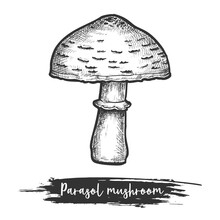 Parasol Mushroom Vector Sketch Illustration Of Vegan Food