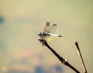 dragonfly on a branch