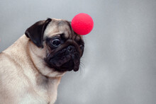 A Small Pug Dog With A Red Clown Nose On Head