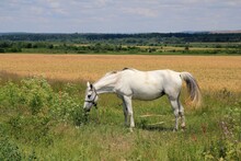 A White Horse Grazes In A Meadow Near The Village