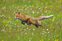 Long Jump. Red Fox (Vulpes Vulpes) Hunting On Flowered Meadow. Orange Fur Coat Animal Hunting In Spring Rain. Fox In Nature Ferrets About Prey. Wildlife Scene. Habitat Europe, Asia, North America.