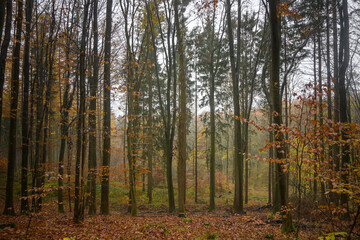 Wall Mural - Autumnal mixed forest with narrow standing trees and colored foliage on a hazy November day, nature landscape in northern Germany