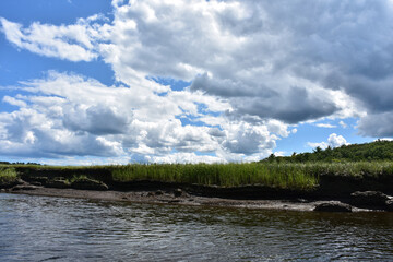 Thick Marsh Grass Growing Out of Mud Flats