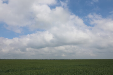 Agricultural field with ripening cereal crop under cloudy sky