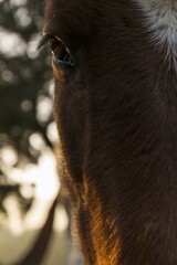 Canvas Print - horse