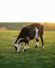 Wall Mural - Big goat grazing in the field and a shining sun