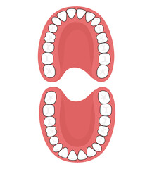 The permanent dentition is comprised of 32 teeth.