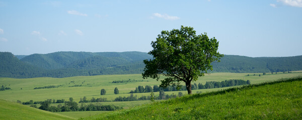 Wall Mural - Lone tree on a hillside. Spreading oak on the background of distant mountains. Beautiful panorama of wildlife.