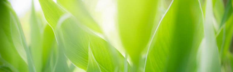 Amazing nature view of green leaf on blurred greenery background in garden and sunlight with copy space using as background natural green plants landscape, ecology, fresh wallpaper concept.