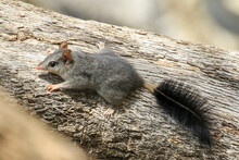The Brush-tailed Phascogale (Phascogale Tapoatafa) Is A Small Carnivorous Marsupial With A A Grey Body With Relatively Large Ears And Is Distinguished By Its Black Bushy Tail.