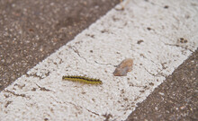 Close-up Of Caterpillar Walking Across White Line On Asphalt Road. Stock Photography.