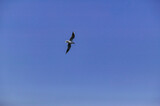 Fototapeta Na sufit - ３月の横浜港を飛ぶカモメ。