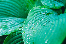 Beautiful Leaves Of Hosta Plant With Water Drops In The Garden. Selective Focus.
