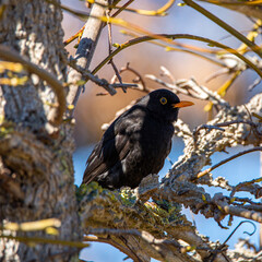 Canvas Print - Amsel