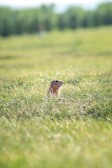 Wall Mural - a small European ground squirrel looks out of its burrow in a summer clearing