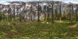 © hiv360 - full spherical hdri panorama 360 degrees angle view in pinery forest in equirectangular projection. VR AR content