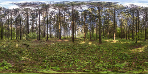 Wall Mural - full spherical hdri panorama 360 degrees angle view in pinery forest in equirectangular projection. VR AR content