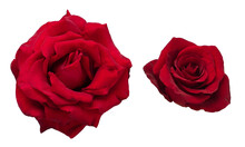 Set Of Beautiful, Delicate, Velvety Red Roses On A White Background
