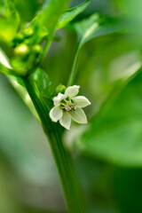 Wall Mural - Paprika flower in full blooming in Japan
