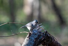 Shot Of The Beautiful Gray Tufted Titmouse Bird Standing On A Broken Piece Of Wood