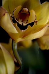 Canvas Print - Vertical shot of a flower with yellow and black colors