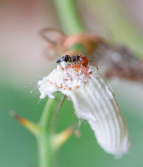 Ant on a leave eating 