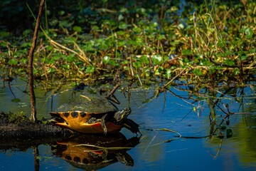 Canvas Print - Closeup of a turtle trying to get into the water surrounded by green plants