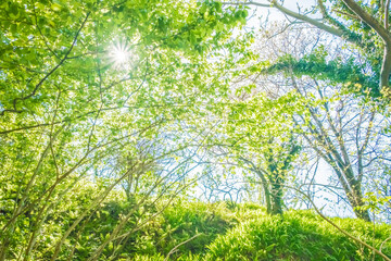 Wall Mural - Green leaves on the trees in the forest. Background from tree branches in the forest.