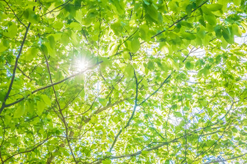 Wall Mural - Green leaves on the trees in the forest. Background from tree branches in the forest.