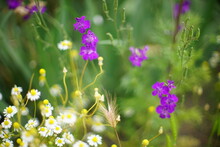 Wild Purple Flowers And Chamomile Grows In The Summer Garden