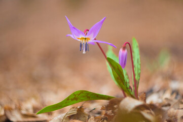 spring crocus flower