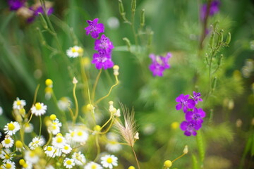 Wild purple flowers and chamomile grows in the summer garden