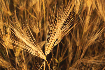 Wheat field in beautiful colors close-up