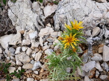 Angol

Plant Life Among The Rocks, Yellow Petal Flower