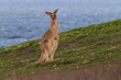 © Alba - One individual kangaroo standing up on a hill with grass next to the ocean. Blurry background, diagonal composition. Seen at 'Look at me now' headland, Emerald beach, New South Wales, Australia