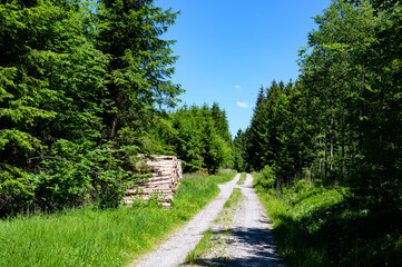 Wall Mural - Waldweg im Sommer