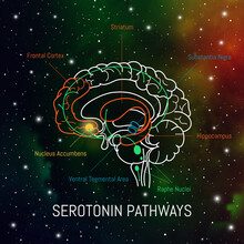 Serotonin Pathways In The Brain. Neuroscience Medical Infographic. Striatum, Substantia Nigra, Hippocampus, Ventral Tegmental Area And Nucleus Accumbens
