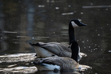 Canada Goose Couple Swimming In Lake